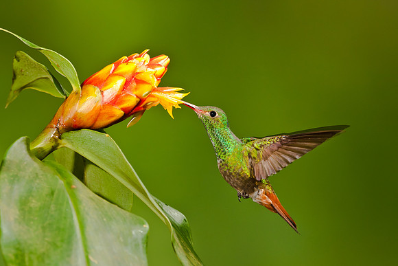 Rufous Tailed Hummingbird