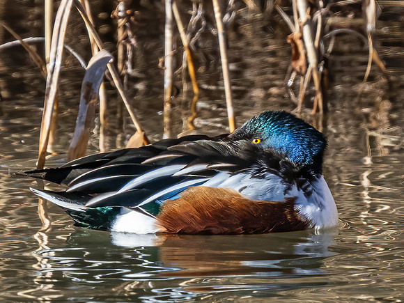 Northern Shoveler
